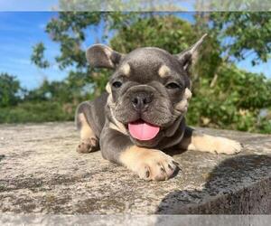 French Bulldog Puppy for sale in BROOKLYN, NY, USA