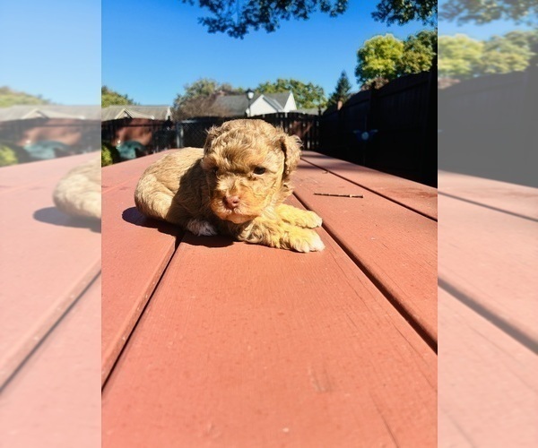 Medium Photo #3 YorkiePoo Puppy For Sale in VANCEBURG, KY, USA