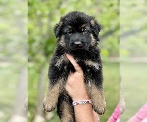 German Shepherd Dog Puppy for sale in BRUCEVILLE, TX, USA