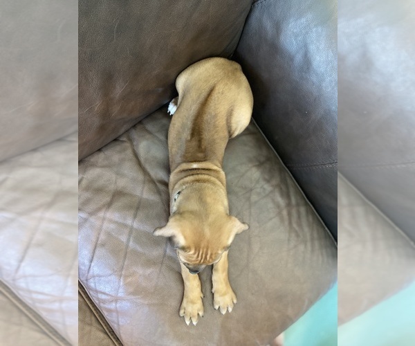Medium Photo #11 Rhodesian Ridgeback Puppy For Sale in KELLER, TX, USA