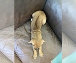 Small Photo #11 Rhodesian Ridgeback Puppy For Sale in KELLER, TX, USA