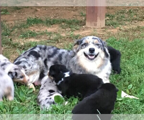 Medium Photo #1 Australian Shepherd Puppy For Sale in PURCELLVILLE, VA, USA