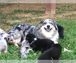 Small Photo #1 Australian Shepherd Puppy For Sale in PURCELLVILLE, VA, USA