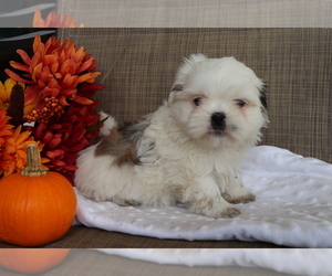 Shih Tzu Puppy for sale in SHILOH, OH, USA