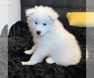 Samoyed Puppy for sale in N HOLLYWOOD, CA, USA