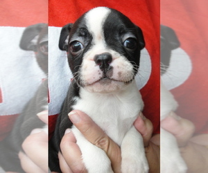 Boston Terrier Puppy for sale in CRKD RVR RNCH, OR, USA