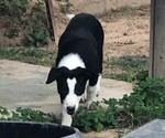 Small Photo #3 Border Collie Puppy For Sale in WILLS POINT, TX, USA