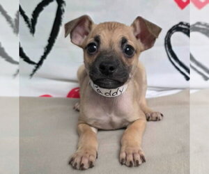 Chihuahua-Unknown Mix Dogs for adoption in Lakewood, CO, USA