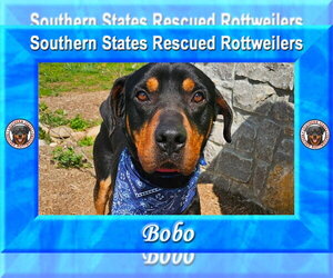 Bobo - Male Rottweiler-Unknown Mix Dog for Adoption - Photo #2