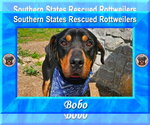 Small #1 Rottweiler Mix
