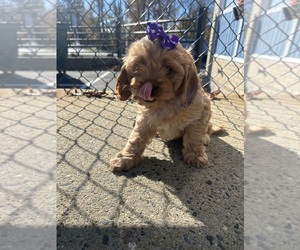 Cavapoo Puppy for sale in RANDOLPH, MA, USA