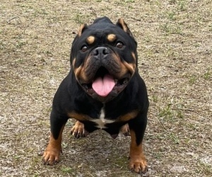 Mother of the American Bully puppies born on 05/03/2022