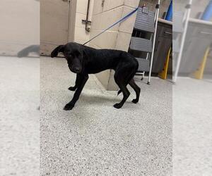 Labrador Retriever-Unknown Mix Dogs for adoption in Conroe, TX, USA
