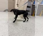 Small Labrador Retriever Mix