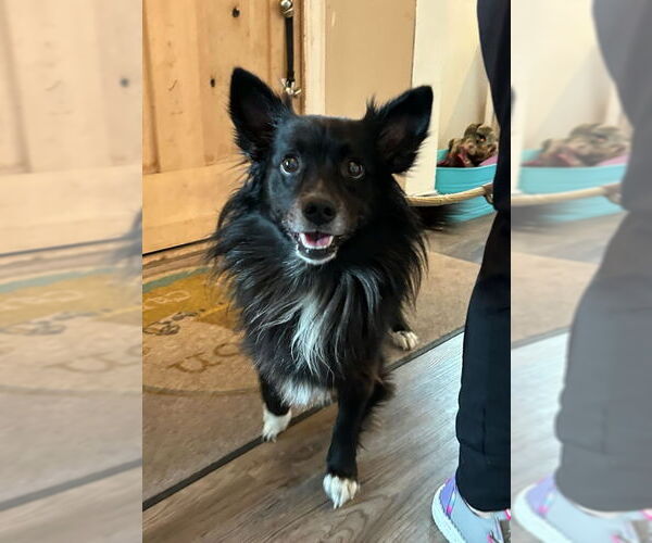 Medium Photo #2 Border Collie-Unknown Mix Puppy For Sale in Fairfax, VA, USA