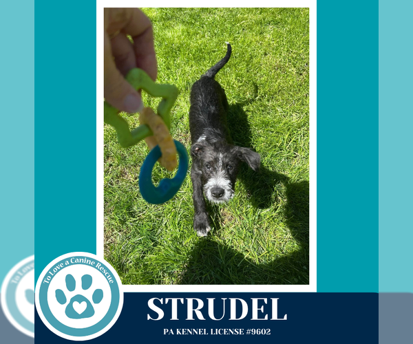 Medium Photo #3 Labrador Retriever-Unknown Mix Puppy For Sale in Kimberton, PA, USA