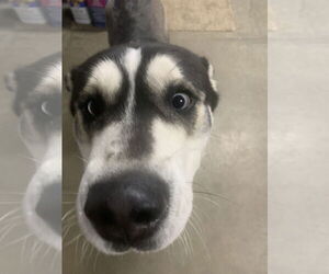 Siberian Husky Dogs for adoption in Fairfield, IL, USA