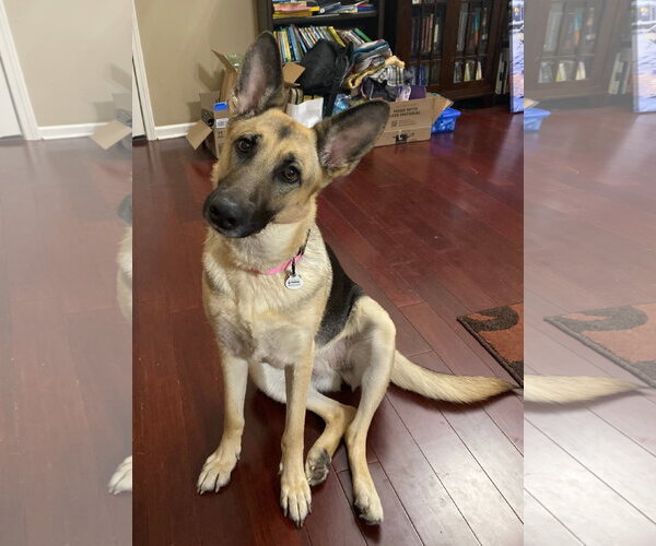 Medium Photo #1 German Shepherd Dog Puppy For Sale in Horn Lake, MS, USA