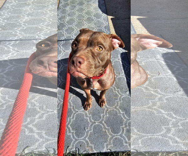 Medium Photo #7 American Staffordshire Terrier Puppy For Sale in Rosenberg, TX, USA