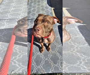Beatrix - Female American Staffordshire Terrier Dog for Adoption - Photo #7