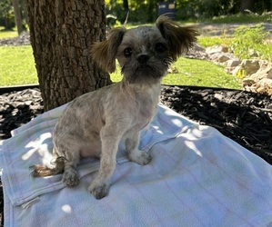 Shih Tzu Puppy for sale in HARDY, AR, USA
