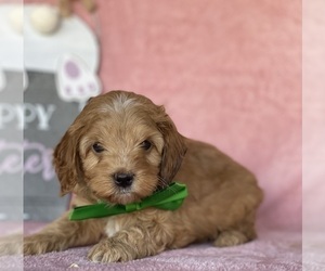 Cavapoo Puppy for sale in LANCASTER, PA, USA