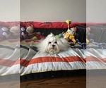 Small Maltese