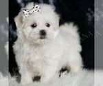 Puppy Cline AKC Maltese