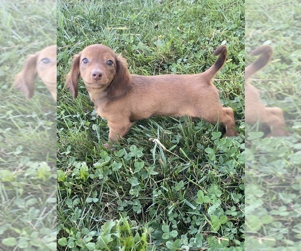 Medium Photo #3 Dachshund Puppy For Sale in CANOGA, NY, USA