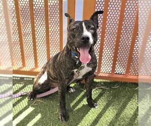 Mutt Dogs for adoption in Las Vegas, NV, USA