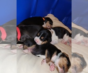 Beagle Puppy for sale in MONROEVILLE, NJ, USA