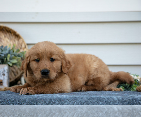 Medium Photo #3 Golden Retriever Puppy For Sale in NAPPANEE, IN, USA