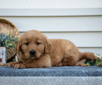 Small #1 Golden Retriever