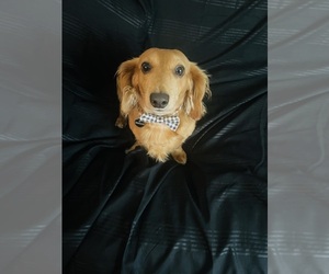 Father of the Dachshund puppies born on 06/11/2025