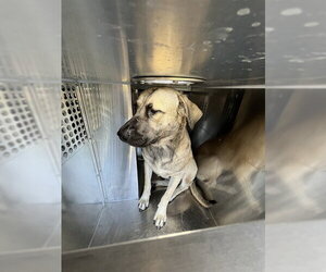 Mutt Dogs for adoption in Oklahoma City, OK, USA