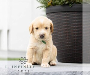 Labradoodle Puppy for sale in GAP, PA, USA