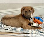 Small Golden Labrador