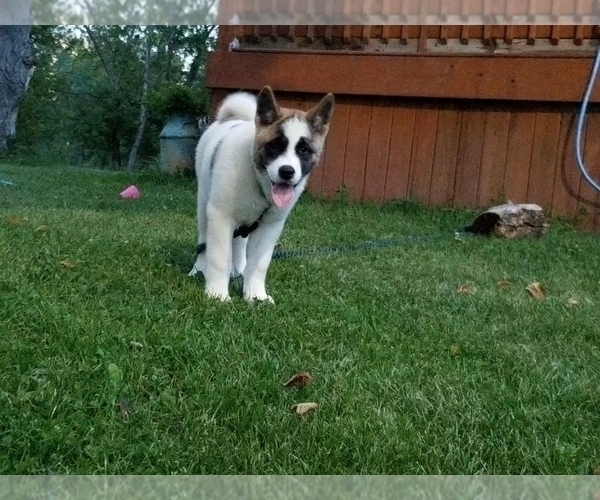 Medium Photo #1 Akita Puppy For Sale in LENA, WI, USA