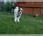 Small Photo #1 Akita Puppy For Sale in LENA, WI, USA