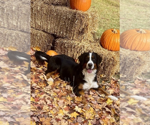 Medium Photo #1 Bernese Mountain Dog Puppy For Sale in MIDDLESEX, NC, USA