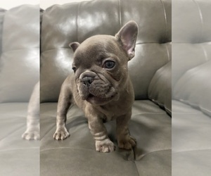 French Bulldog Puppy for sale in BROOKLYN, NY, USA