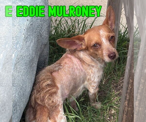 Medium Photo #4 Dachshund-Unknown Mix Puppy For Sale in San Antonio, TX, USA