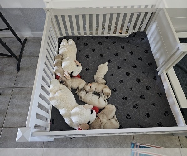 Medium Photo #3 Golden Retriever Puppy For Sale in MESA, AZ, USA