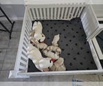 Small Photo #3 Golden Retriever Puppy For Sale in MESA, AZ, USA