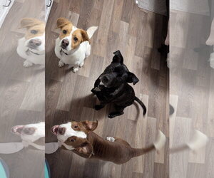 Penelope - Female Rat Terrier-Unknown Mix Dog for Adoption - Photo #5