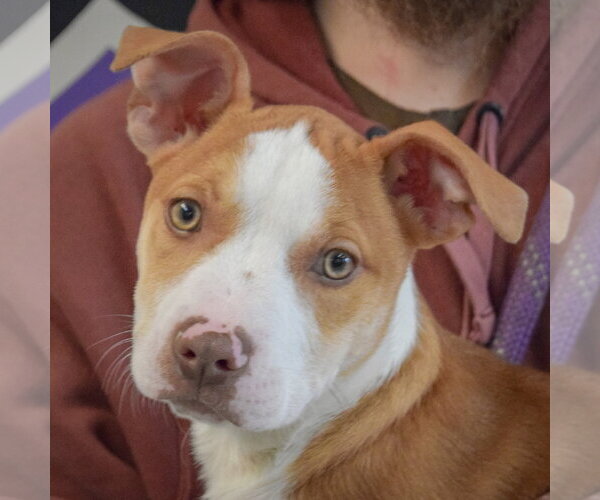 Medium Photo #9 American Staffordshire Terrier-Boxer Mix Puppy For Sale in Huntley, IL, USA