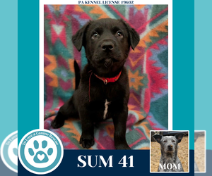 Mutt Dogs for adoption in Kimberton, PA, USA