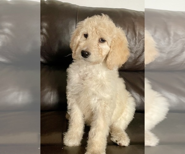 Medium Photo #1 Goldendoodle Puppy For Sale in DENVER, CO, USA