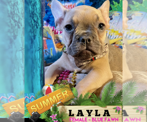 French Bulldog Puppy for sale in HEATHROW, FL, USA