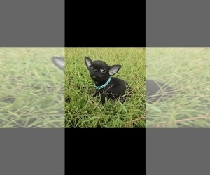Chihuahua Puppy for sale in CRAFTON, PA, USA